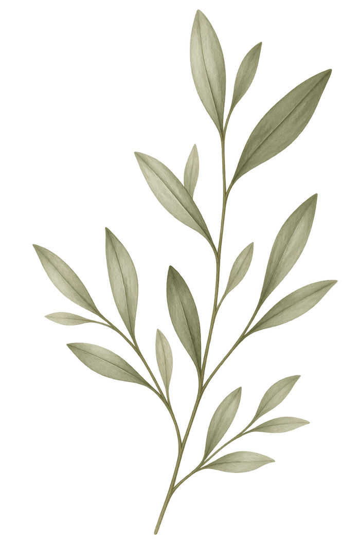 Sage green botanical leaf branch illustration used as a decorative element on the Hashem contact page
